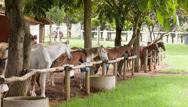 Fazenda Coqueiro da Palma